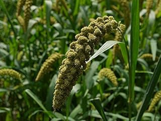 1 lb Japanese Millet Seeds, Non-GMO, Wildlife, Duck, Waterfowl, Geese, Dove